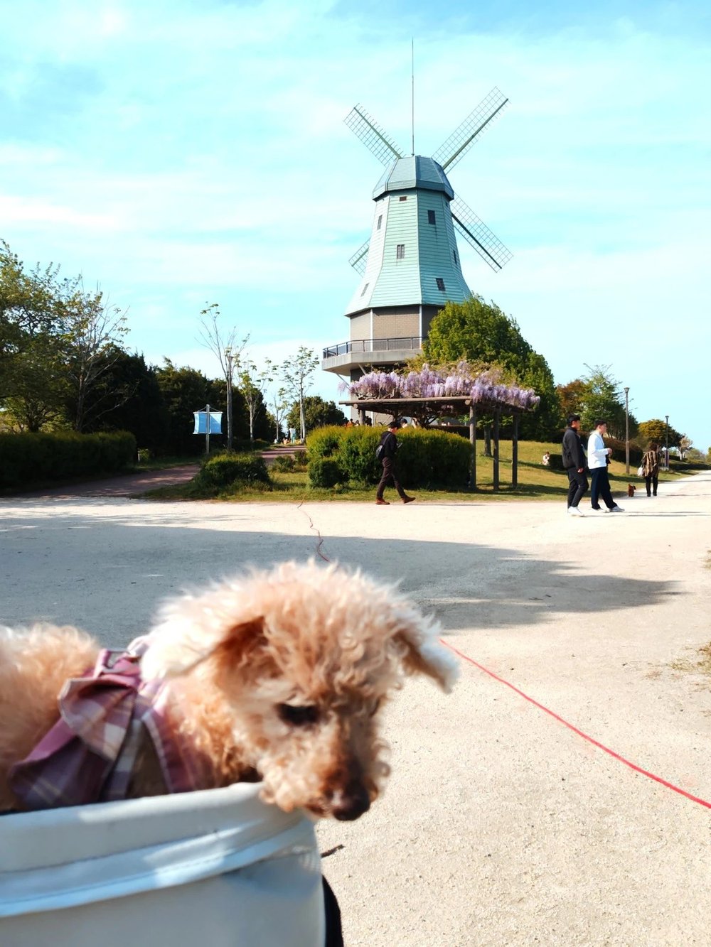霞ヶ浦総合公園のオランダ型風車とカートの中のトイプードルのレオ - 土浦市で犬とお散歩