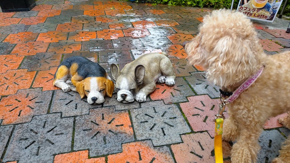 日光のお店の前で、犬の置物を見つめるトイプードルのレオ