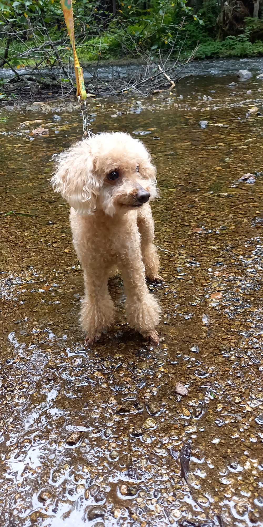 日光の川の浅瀬に立つトイプードルのレオ(夏の犬連れ旅行)