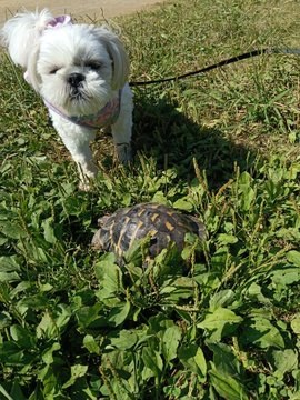 リードをつけたシーズーのあんずが、草の中のヘルマンリクガメのタル吉を見つめている - 犬とリクガメの公園散歩