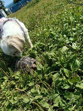 晴れた日の原っぱで、シーズーのあんずがリクガメのタル吉に顔を近づけてにおいをかいでいる - シーズーとリクガメ