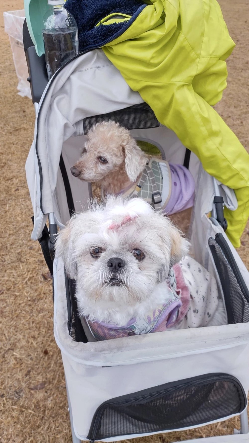 冬の大会会場でカートに並んで乗るシーズーのあんずとトイプードルのレオ - マラソン応援に犬連れ