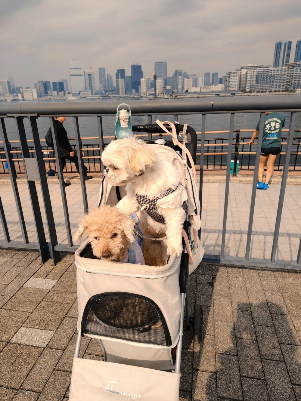 豊洲の海ぞいの柵の前でカートに乗るシーズーのあんずとトイプードルのレオ - 東京の湾岸