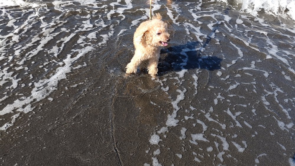 沖ノ島の波打ち際に立つトイプードルのレオ - 館山 犬連れ