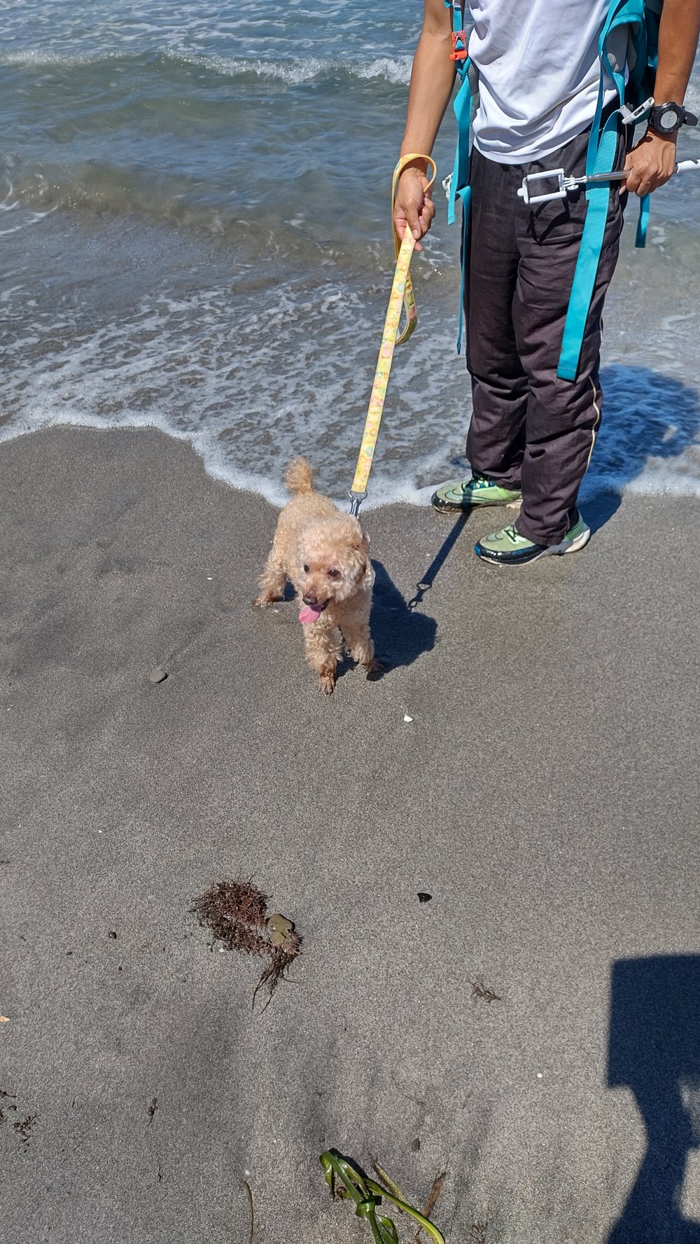 館山の坂田海岸の波打ち際をリードで歩くトイプードルのレオ - 犬連れ観光