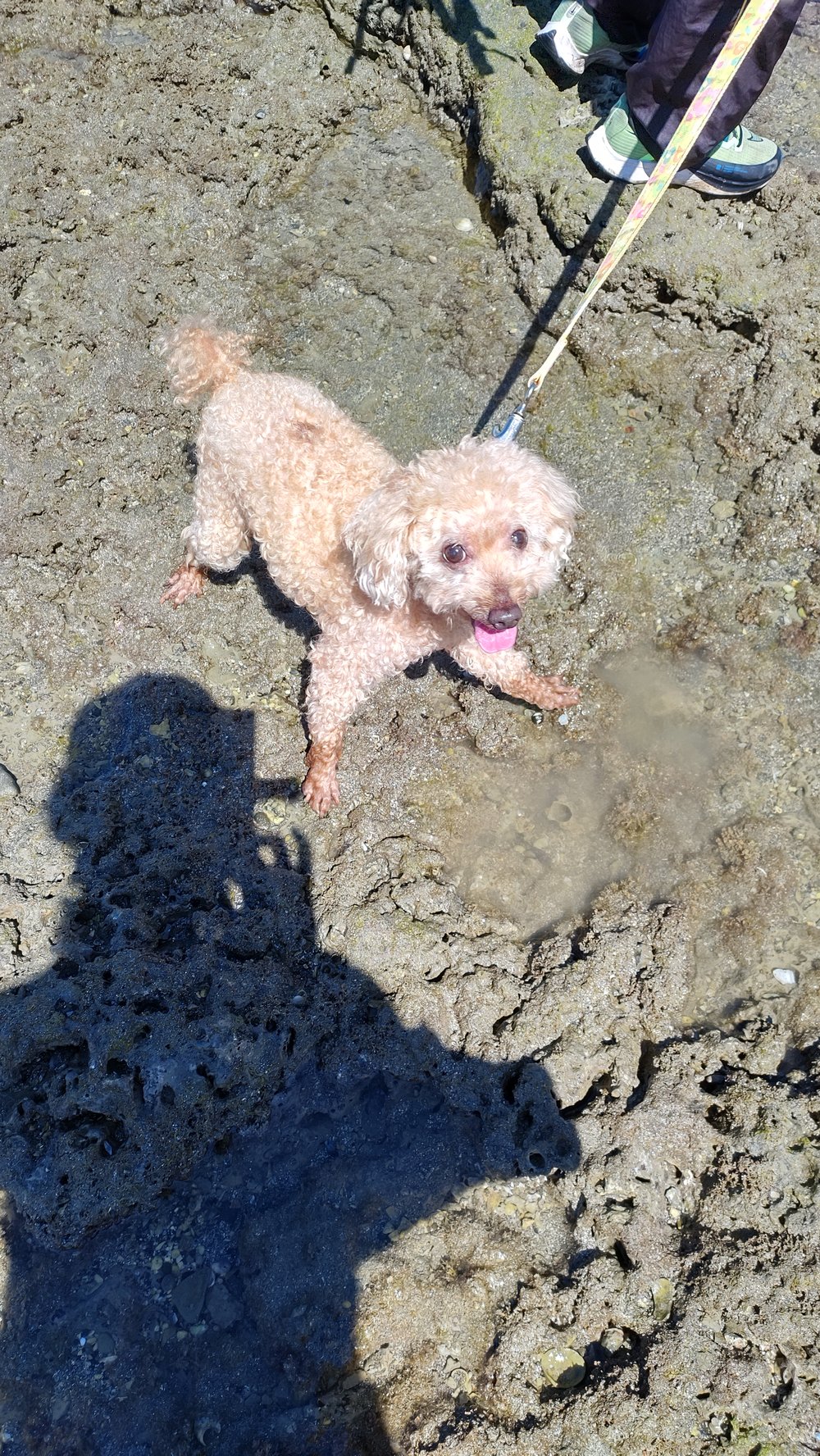 坂田海岸の岩場で口を開けて笑うトイプードルのレオ - 館山 犬連れ