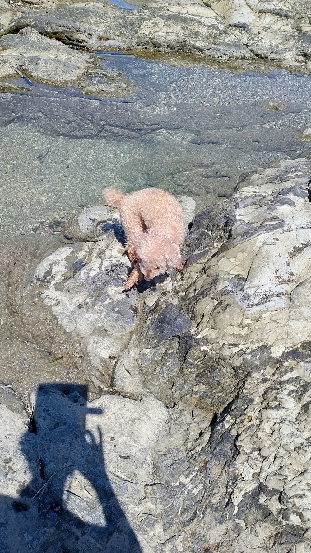 坂田海岸の磯の潮だまりをのぞきこむトイプードル - 千葉の海で犬と磯遊び
