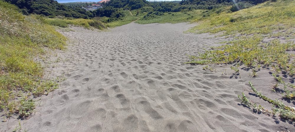 日ざしで熱くなった館山砂丘の砂の道 - 夏の犬連れは肉球のやけどに注意