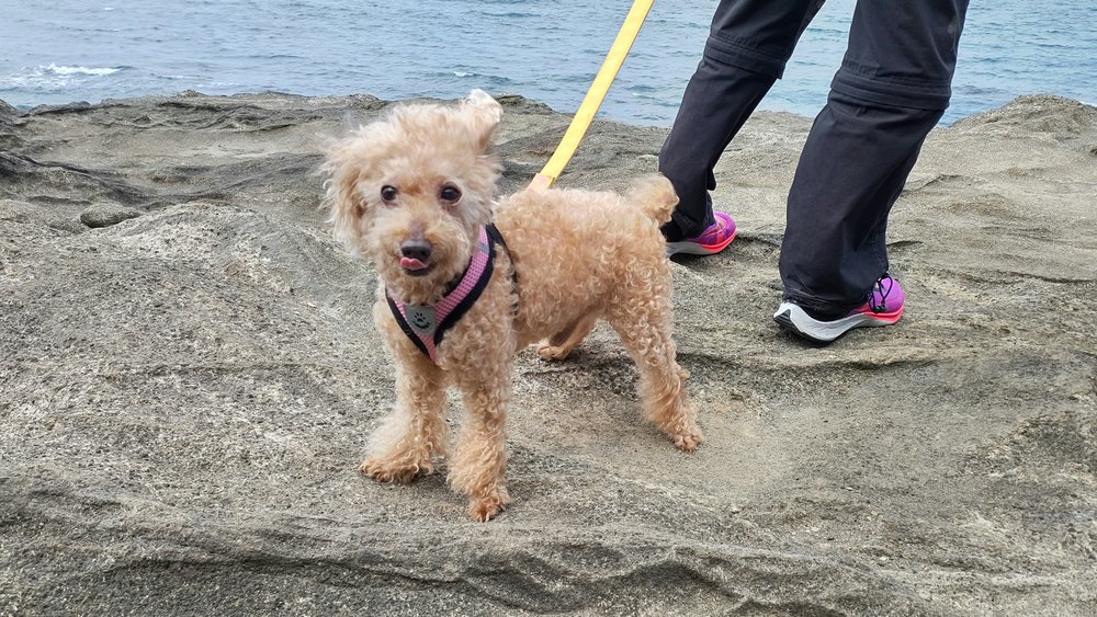 大房岬の磯の岩の上でこちらを見るトイプードルのレオ - 南房総 犬連れ観光