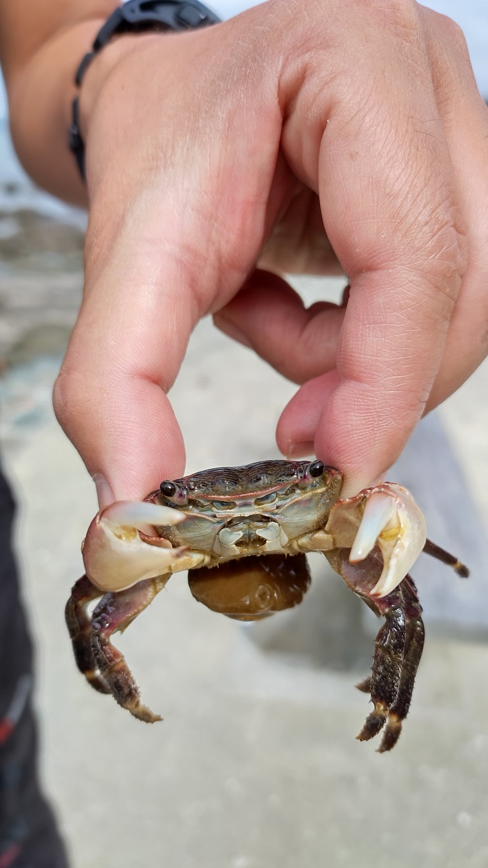 豊岡海岸の磯で見つけた小さなカニ - 南房総で磯あそび
