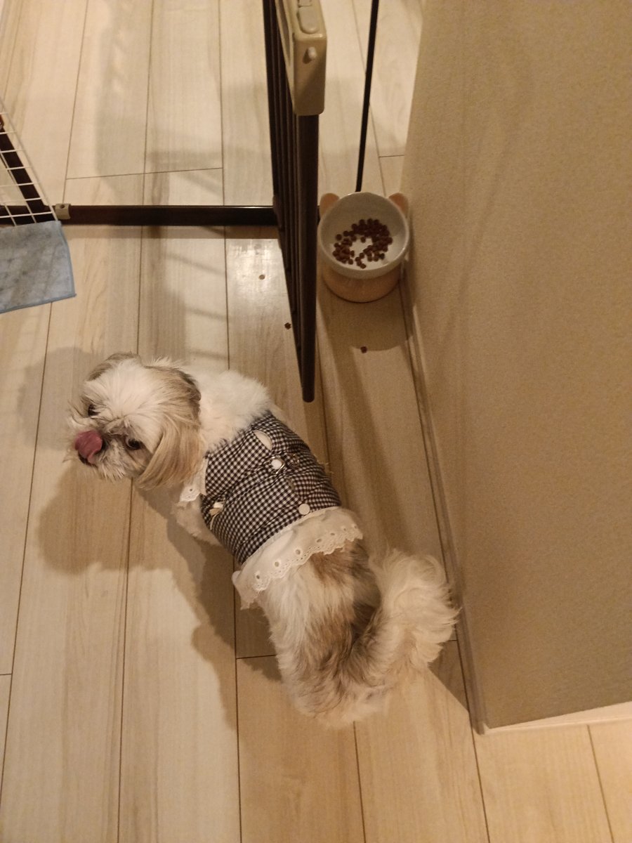 ゲートの横に置いたカリカリのお皿と、そばに立つシーズーのあんず - 多頭飼いのごはんの置き場所