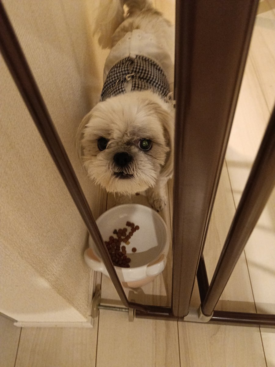 ゲートのすき間から顔を出すシーズーのあんずと、ゲートのそばのごはん皿 - 多頭飼いでごはんを分ける