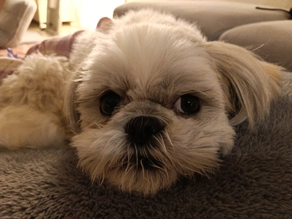 ソファでくつろぐシーズーのあんずの顔のアップ - 撫でられるのが好きな犬