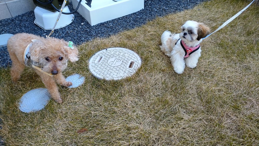 芝生の上で初めて会ったトイプードルのレオと子犬のシーズーのあんず