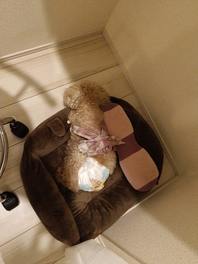 おむつをして、茶色のベッドの中でくるんと丸まって眠る16歳のトイプードルのレオ