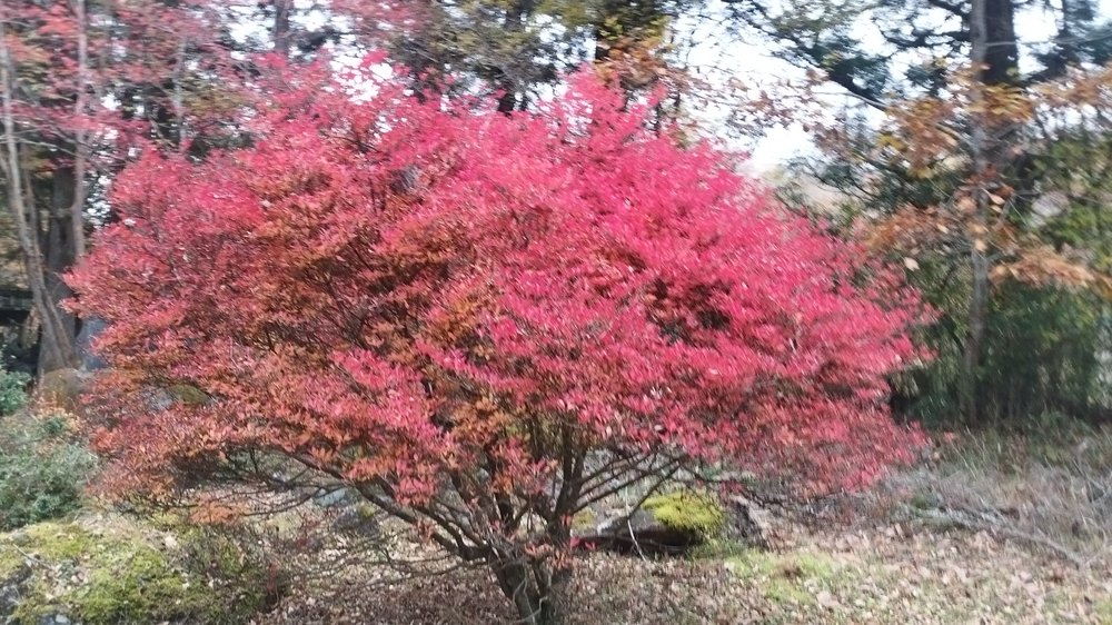 憾満ヶ淵の真っ赤な紅葉 - 日光の秋