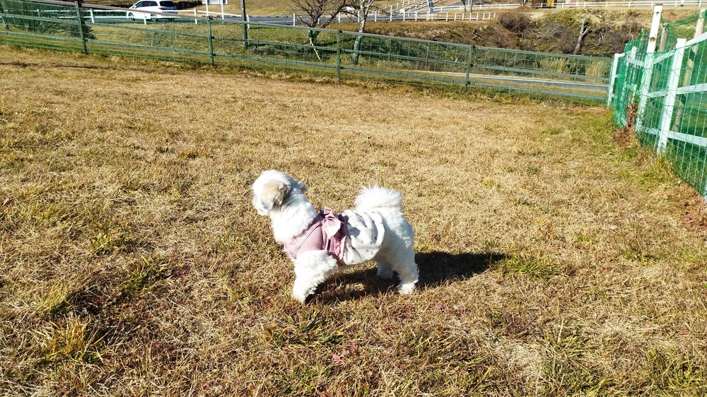 大笹牧場の広いドッグランに立つシーズーのあんず - 日光 霧降高原 犬