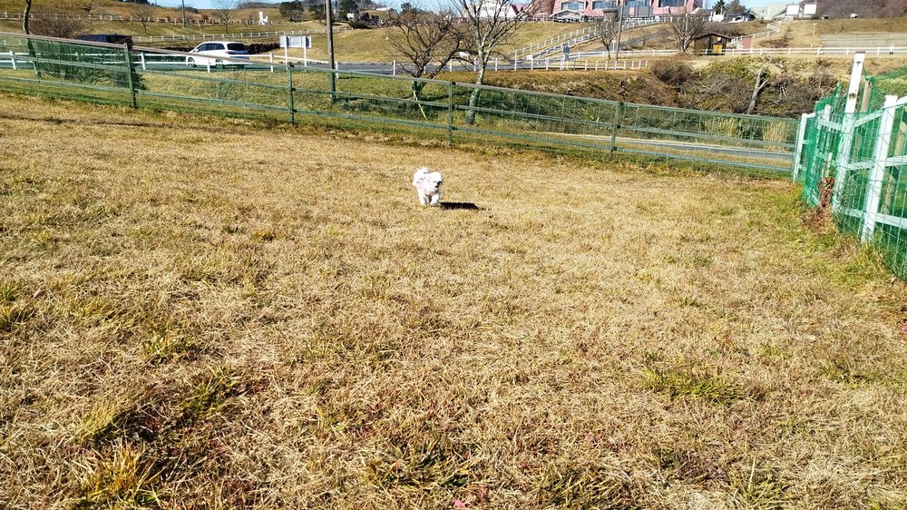 大笹牧場の広いドッグランを走るシーズーのあんず