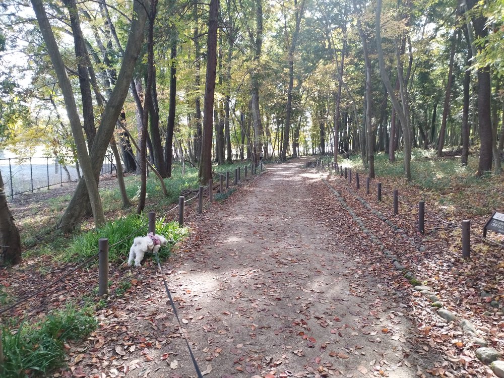 ろまんちっく村の林の小道 - 犬とお散歩
