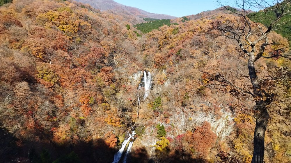 霧降の滝 観瀑台から見た紅葉の谷と滝 - 日光 犬連れ 滝