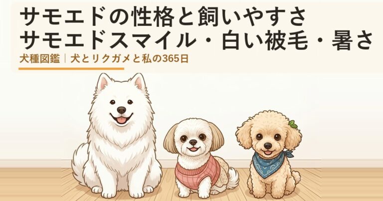 サモエド