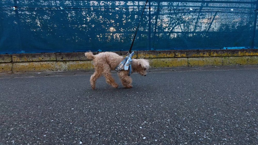 石の塀と青いネットの前をゆっくり歩くトイプードルのレオ - シニア犬の夕方の散歩