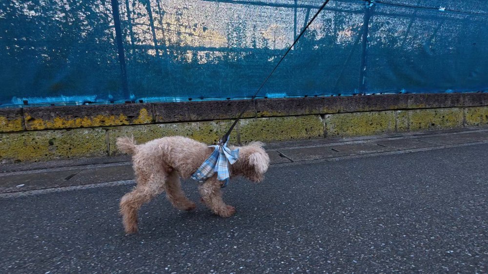 青いネットの塀ぞいを背中をまるめて歩く老犬のトイプードル・レオ