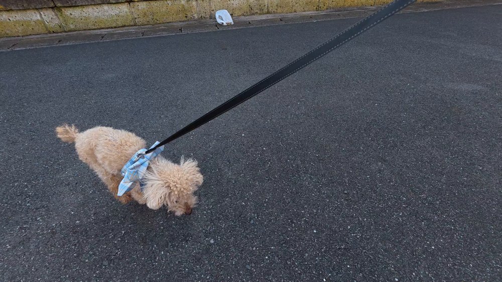 道路のにおいを嗅ぐ16歳のトイプードルのレオ - 老犬の散歩はゆっくり