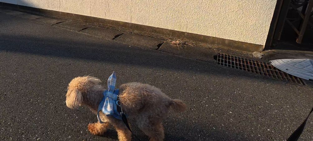 夕日の当たる塀の前を歩くトイプードルのレオの後ろ姿
