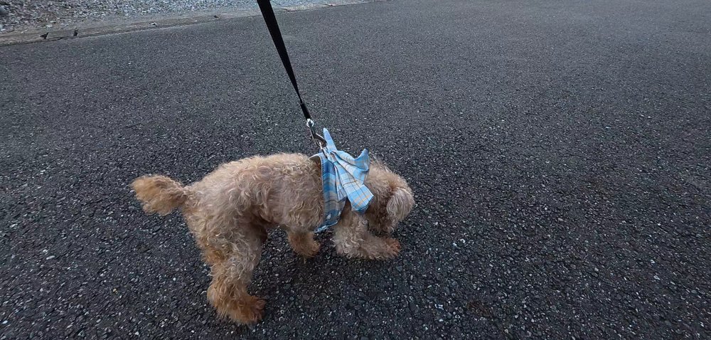 リードを付けて道路をくんくん嗅ぐ老犬のトイプードル - 散歩でにおいを嗅ぐ理由