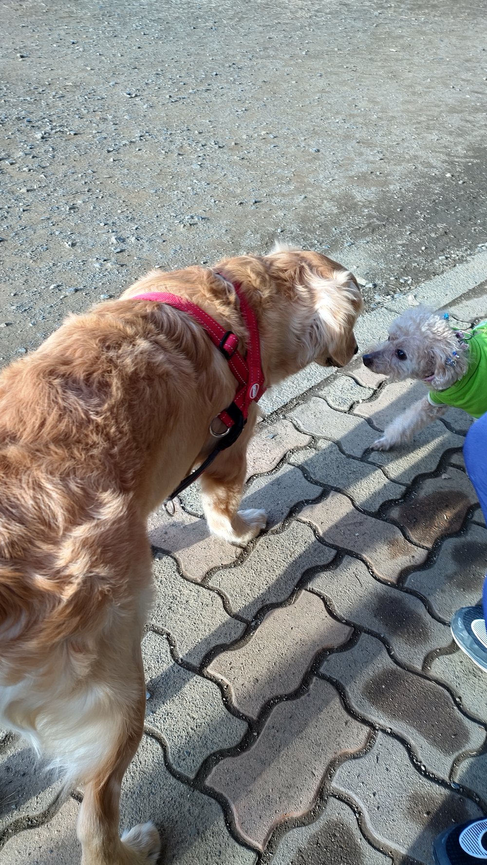 大きな犬とにおいをかぎ合うトイプードル