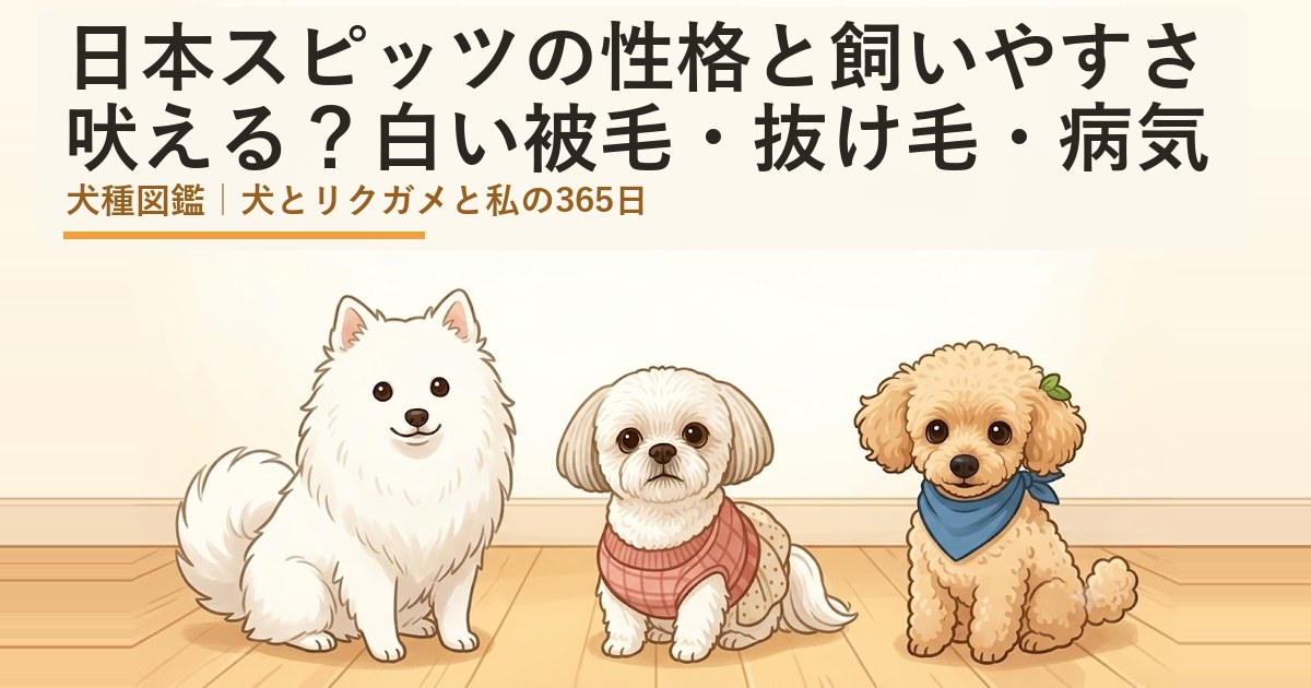 日本スピッツとシーズーのあんず、トイプードルのレオが並んで座っているイラスト