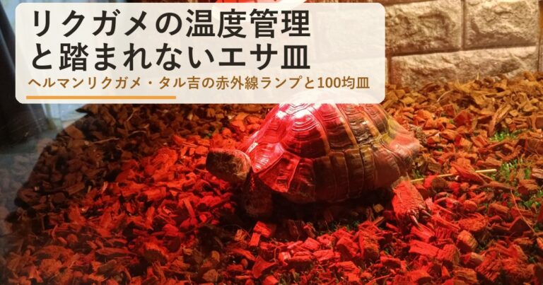 リクガメの温度管理とエサ皿