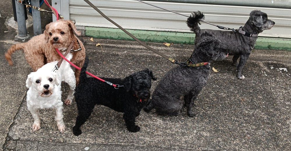 コンビニの前でリードをつながれて待つ5匹の犬(茶・白・黒・グレー)- 犬の多頭飼い