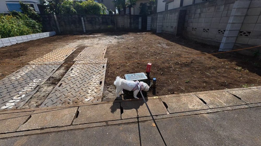 住宅街の空き地の前で地面のにおいを嗅ぐ白いシーズーのあんず - リクガメと公園へ散歩する途中