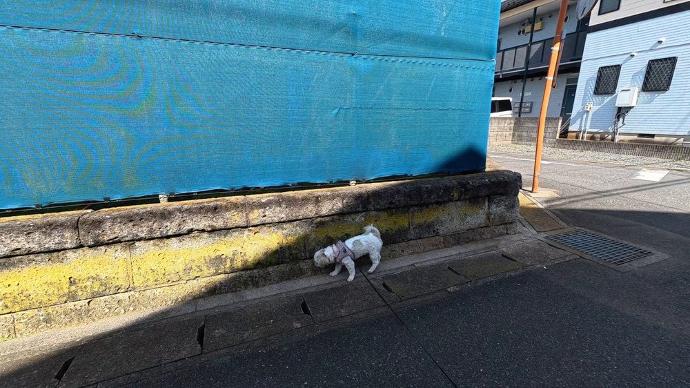 青いシートで囲われた工事現場の塀ぞいを歩くシーズーのあんず - 犬の散歩でにおいを嗅ぐ寄り道