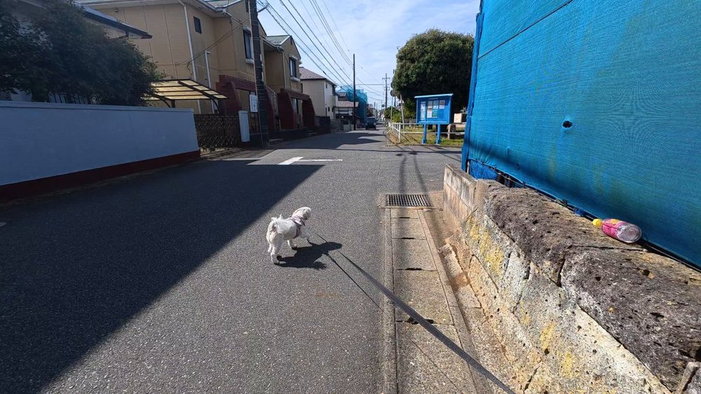 日差しの強い住宅街の道をとことこ歩くシーズーのあんず - 公園への散歩道