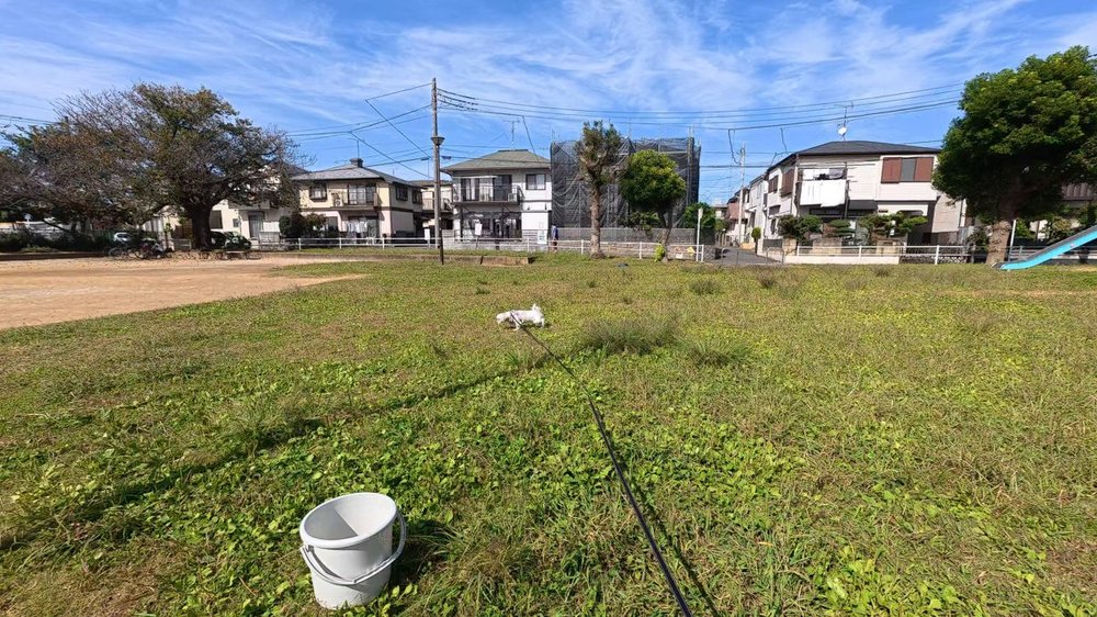 秋晴れの芝生の公園を歩くシーズーのあんずと白いバケツ - 犬とリクガメの公園散歩
