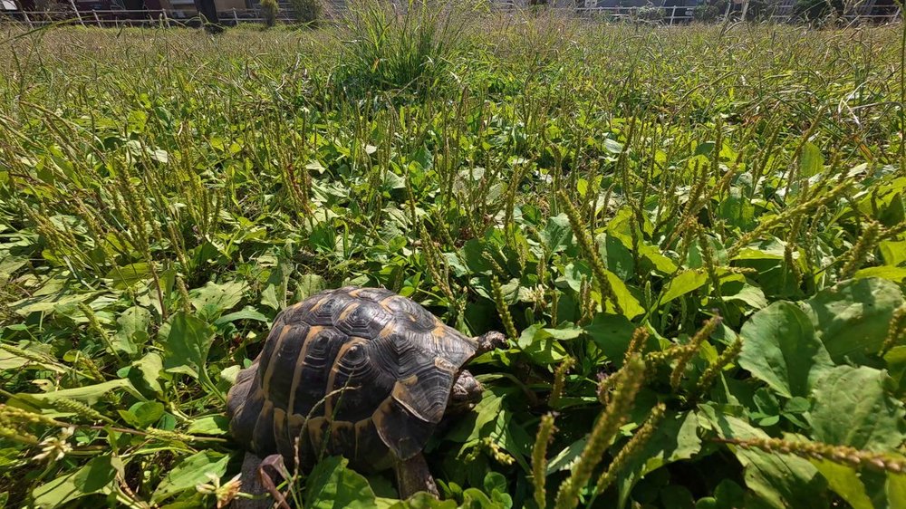 公園の草むらをのっそり歩くヘルマンリクガメのタル吉 - リクガメの公園散歩
