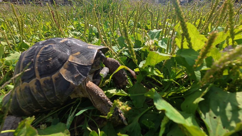 草むらで葉っぱをかじるヘルマンリクガメのタル吉のアップ - リクガメの公園での食事