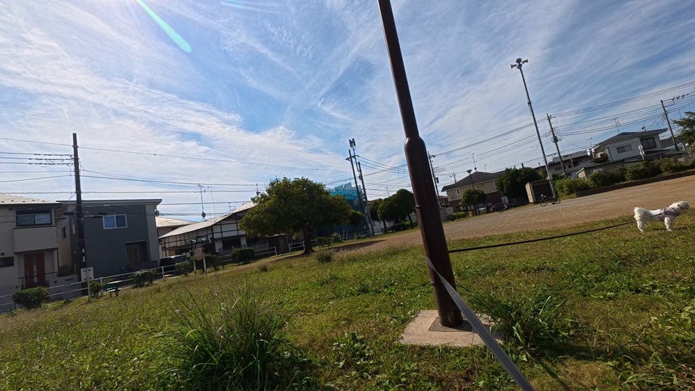 青空の下、公園の広場でこちらを見るシーズーのあんず - リクガメと犬の公園散歩