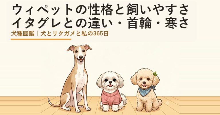 ウィペット